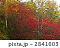 紅葉のナナカマド