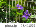 5月　クレマチス・キンポウゲ科５２