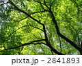5月　ソメイヨシノ・バラ科５８新緑
