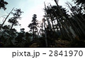 八ヶ岳の樹々