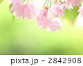 ふんわり八重桜