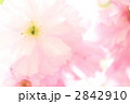 ふんわり八重桜