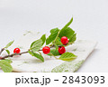 梅もも