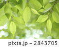 新緑