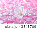 水面の桜