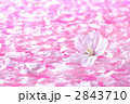 水面の桜