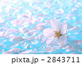 水面の桜