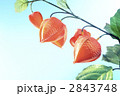 ほおずき