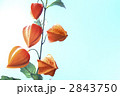 ほおずき