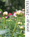 芍薬の蕾
