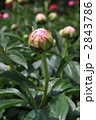 芍薬の蕾