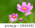 コスモス