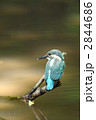 止まり木のカワセミ幼鳥 2844686