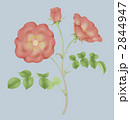 素材ナンバー 2844947 : 「古風な植物画 赤い一重のバラ」