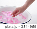 バラの花びらと女性の手