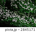 ヤマボウシ