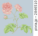 素材ナンバー 2846510 : 「古風な植物画 濃いピンクのバラ」