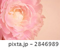 芍薬