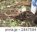 ゴボウの収穫