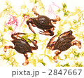ワタリガニ