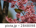 桜とメジロ