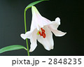 赤褐色の葯が映えるササユリの花