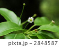 ソヨゴ（雌花）