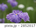 花菖蒲