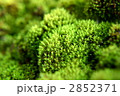 こけ