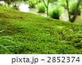 こけ