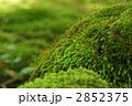 こけ