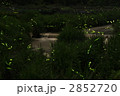 ゲンジボタルの舞