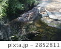 2852811