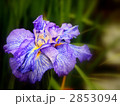 吉野太夫