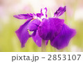 長井小紫