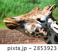 2853923