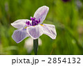 アイリスの花