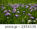 アイリスの花