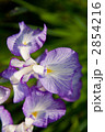 アイリスの花