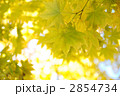 黄色いもみじ