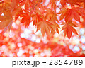赤いもみじ