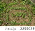雑草ＬＯＶＥ☆