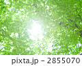 ブナ林の新緑