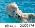 シロクマ