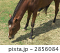 馬