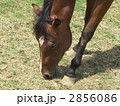 馬