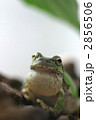 素材ナンバー 2856506 : 「鳴くアマガエル」