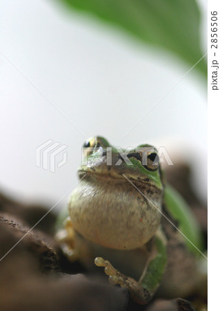 鳴くアマガエル