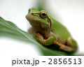 アマガエル（アップ）