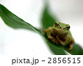 アマガエル（正面）